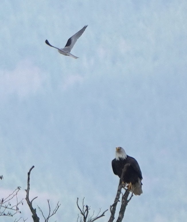 White-tailed Kite - ML609780417