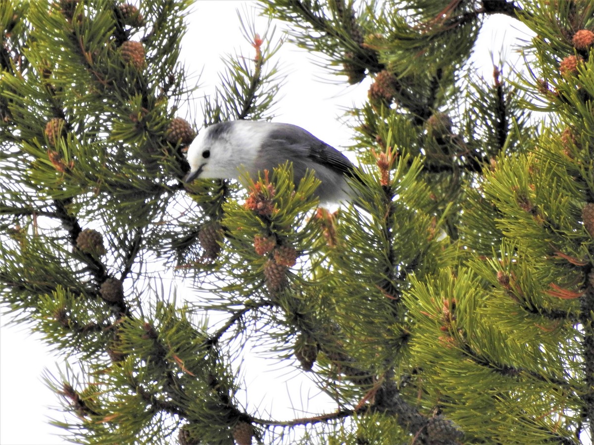 Canada Jay - ML609780455