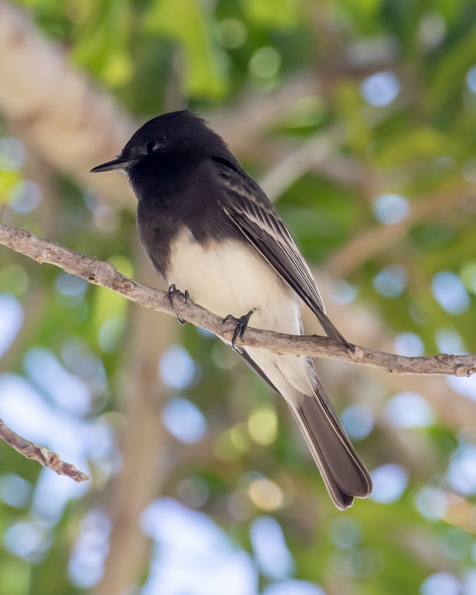 Black Phoebe - ML609780534