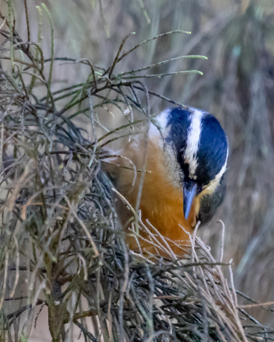 Red-breasted Nuthatch - ML609780543