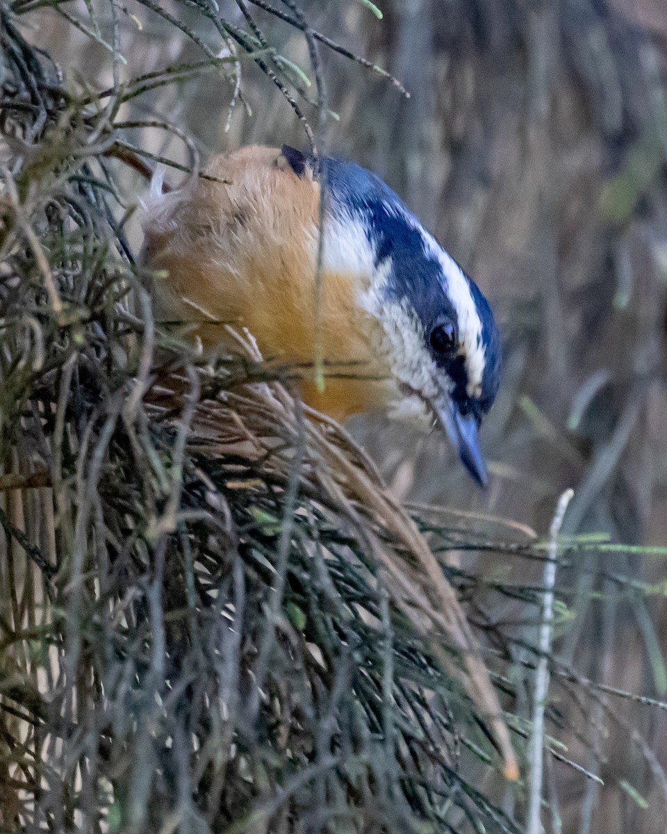 Red-breasted Nuthatch - Chris Tosdevin