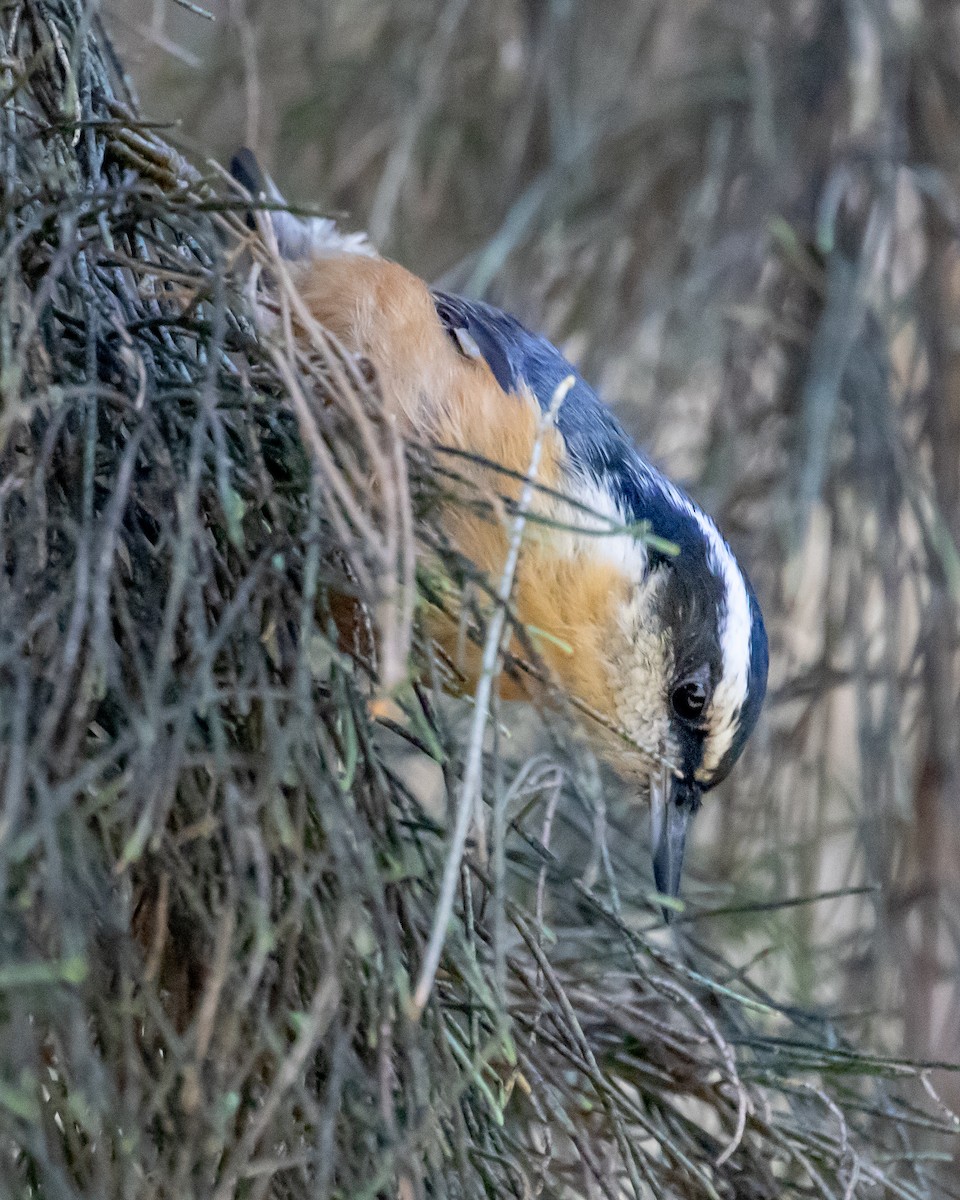 Sittelle à poitrine rousse - ML609780545