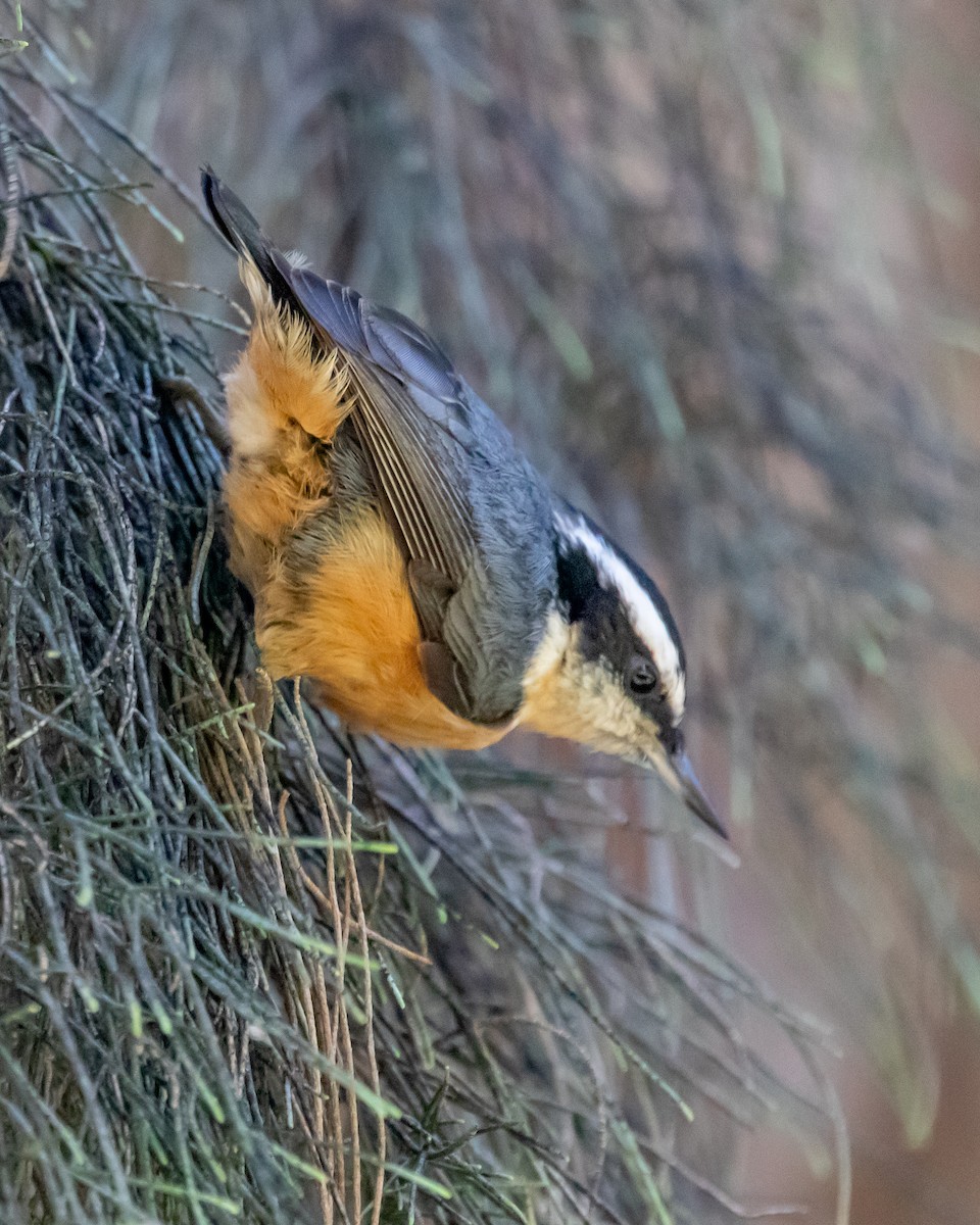 Sittelle à poitrine rousse - ML609780552