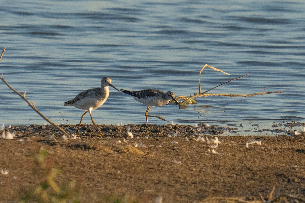 Lesser Yellowlegs - ML609780555