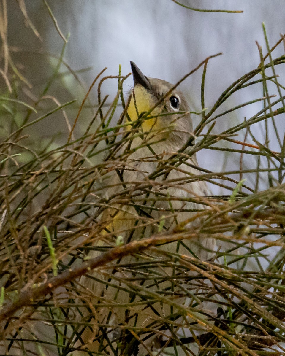 Yellow-rumped Warbler (Audubon's) - ML609780556