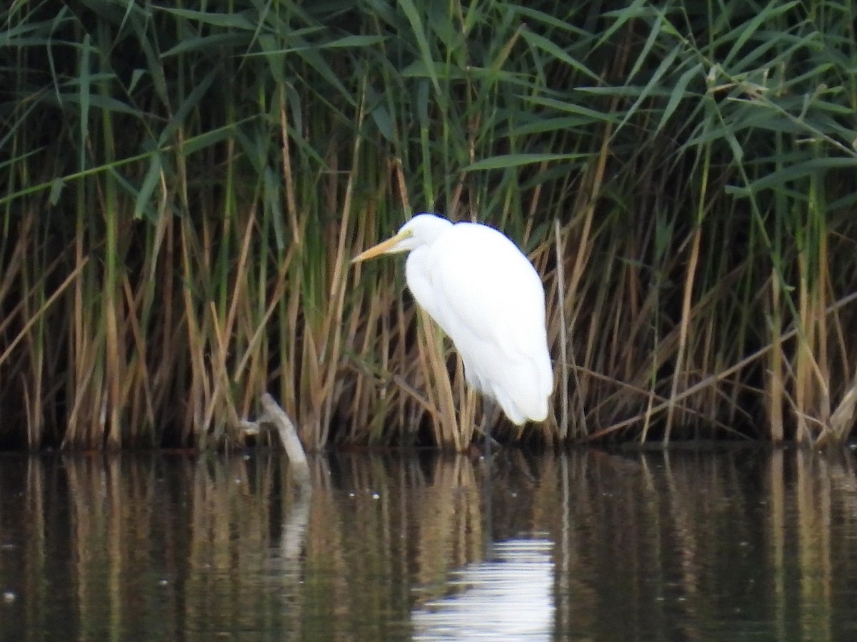 Great Egret - ML609780569