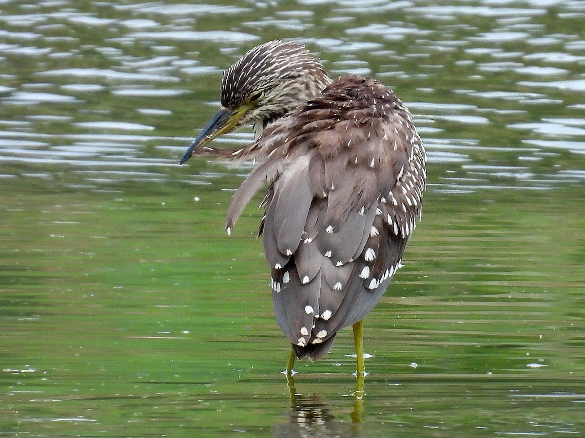 Black-crowned Night Heron - ML609780582