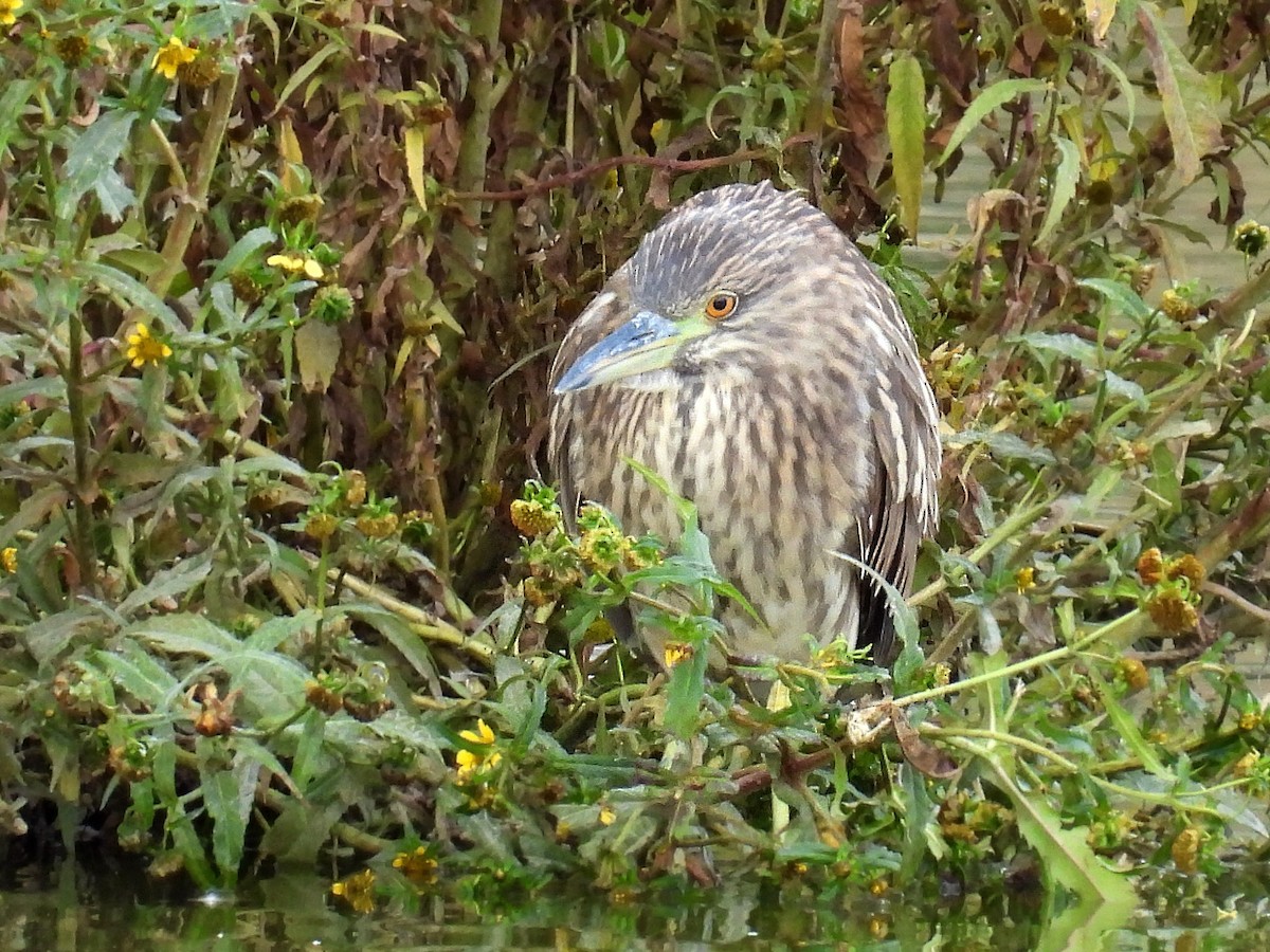 Black-crowned Night Heron - ML609780603