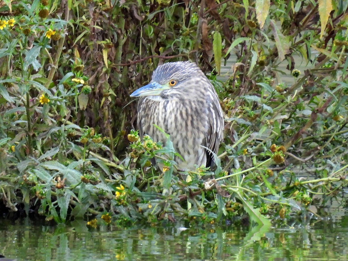 Black-crowned Night Heron - ML609780604