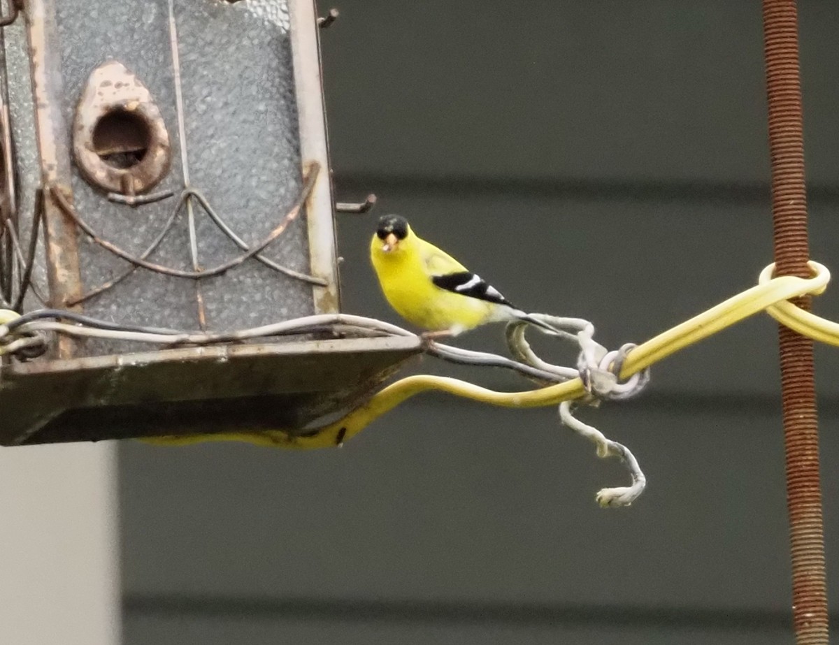 American Goldfinch - ML609780632