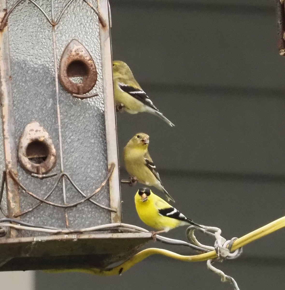 American Goldfinch - ML609780648