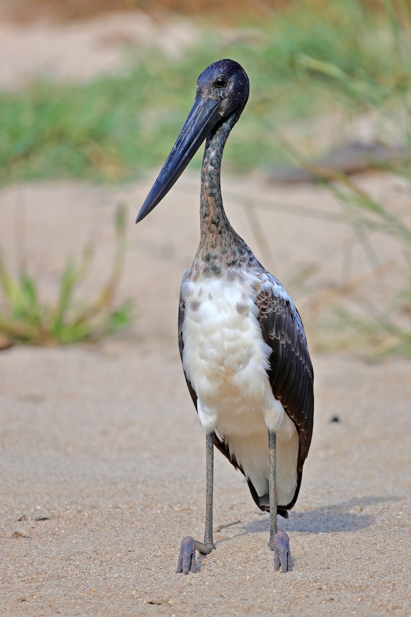 Black-necked Stork - ML609780734