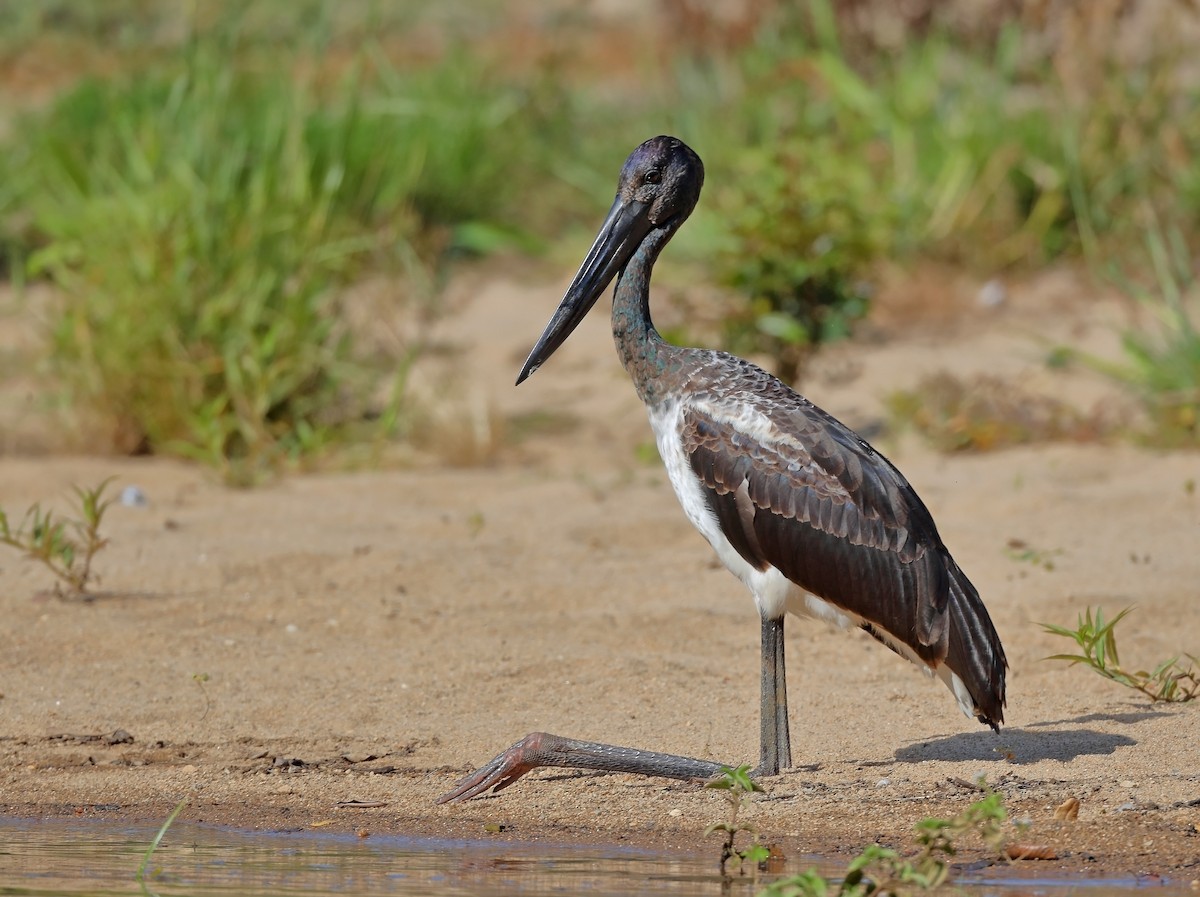 svarthalsstork - ML609780735