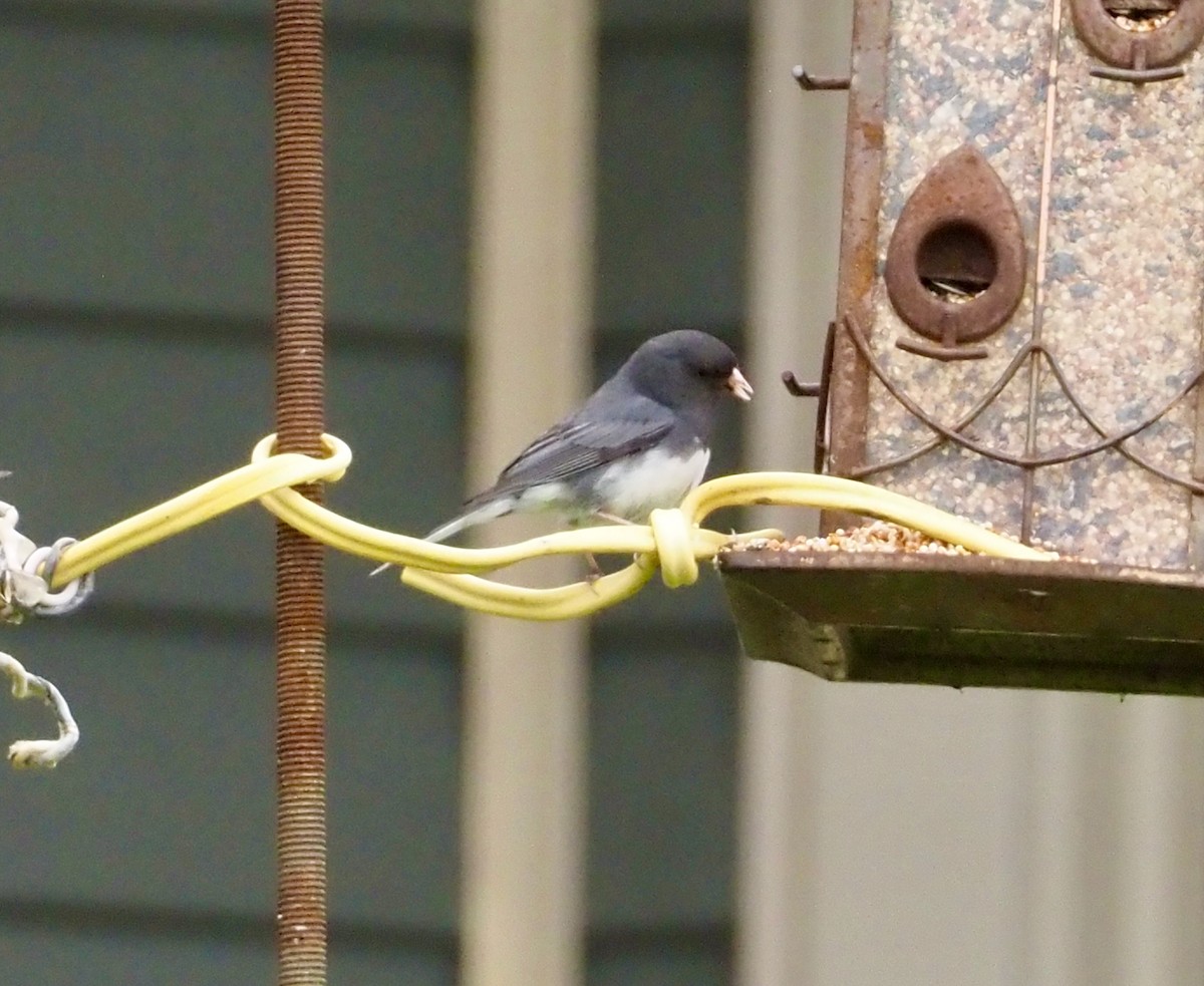 Dark-eyed Junco - ML609780744