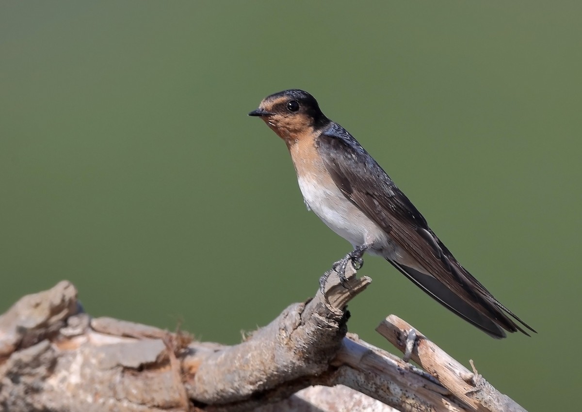 Welcome Swallow - sheau torng lim