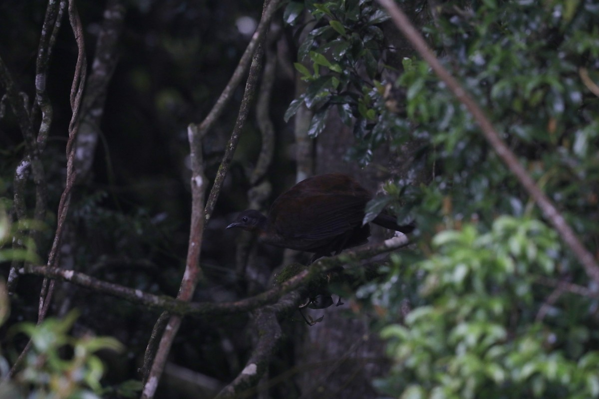 Albert's Lyrebird - Andrew Lau