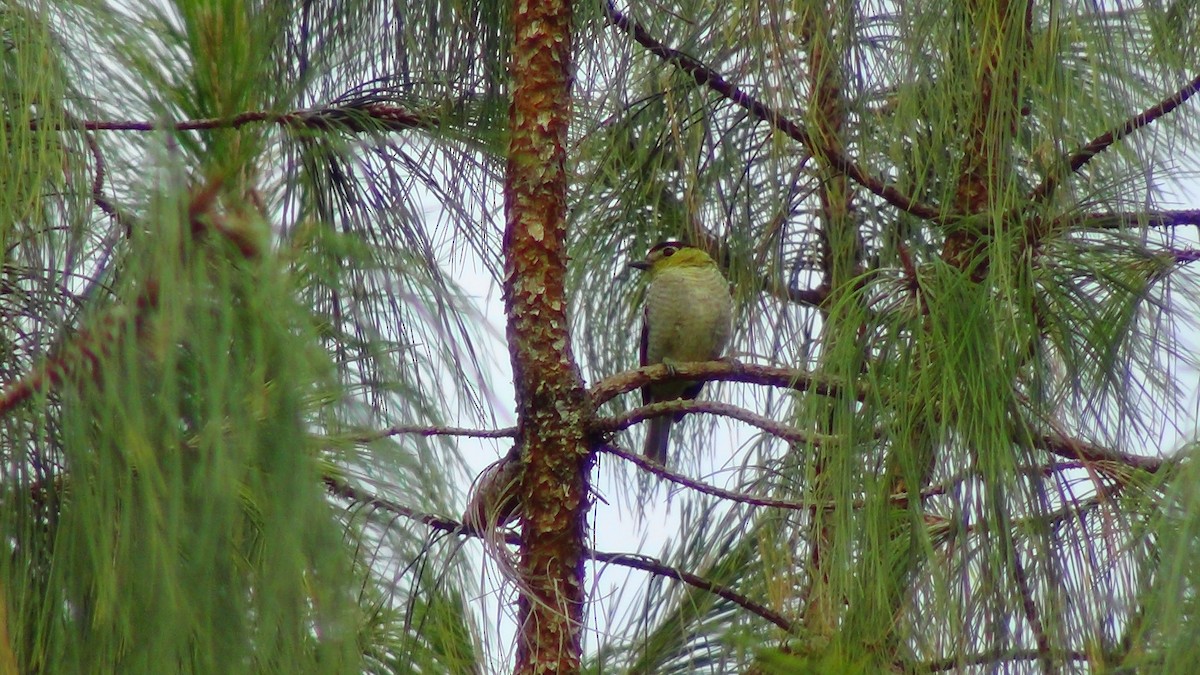 Barred Becard - ML609780796