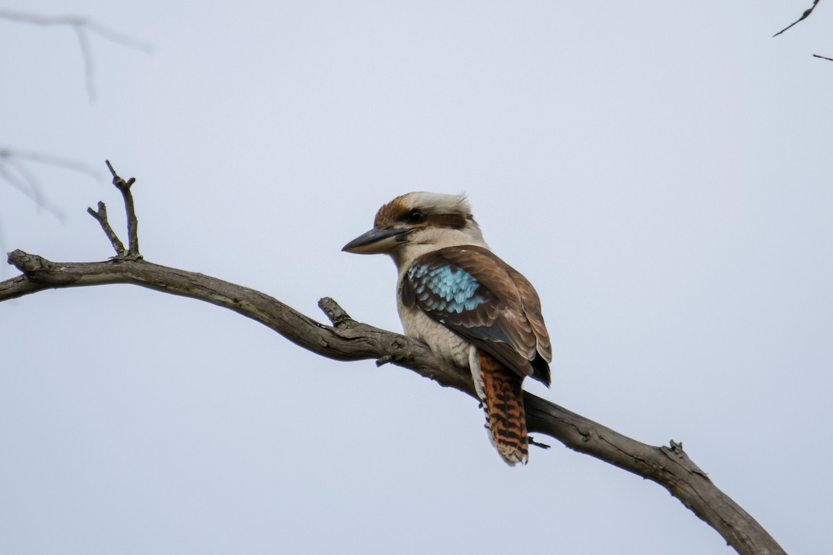 Laughing Kookaburra - ML609780851