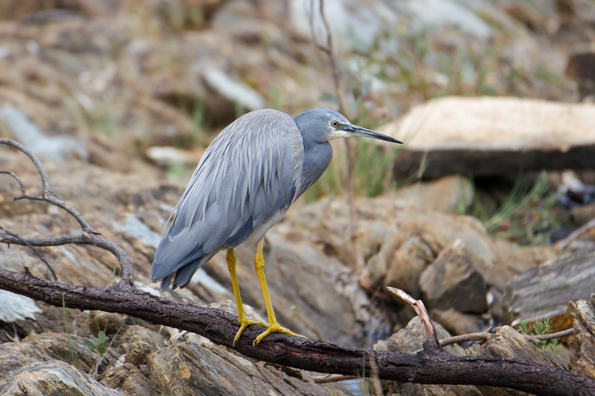 White-faced Heron - ML609780854