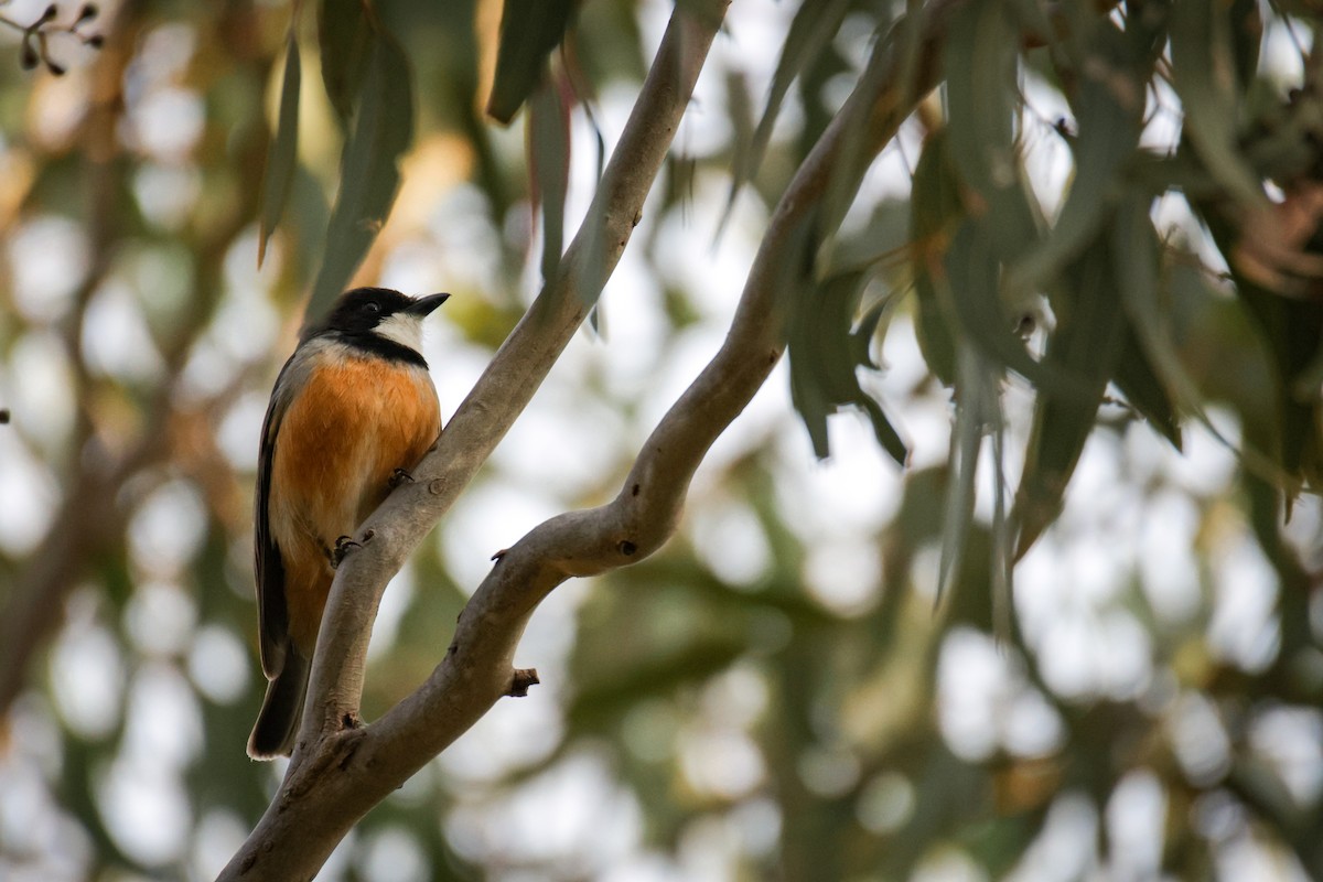 Rufous Whistler - ML609780859