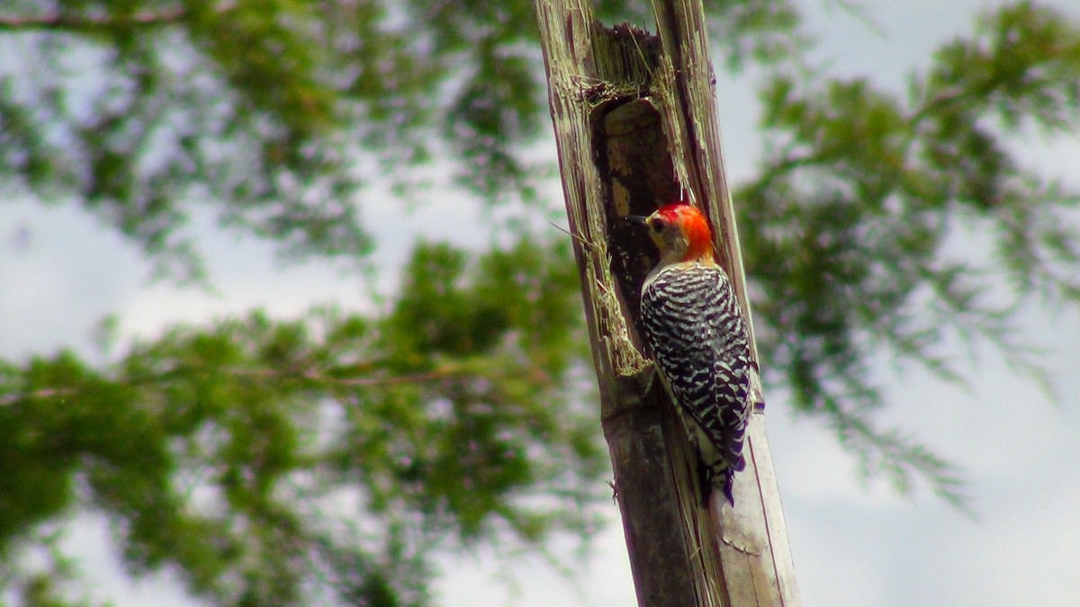 Red-crowned Woodpecker - ML609780885