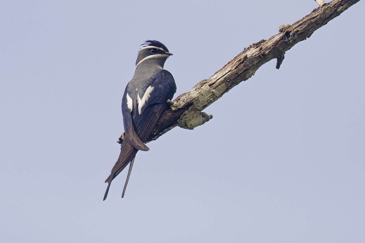 Moustached Treeswift - ML609780886