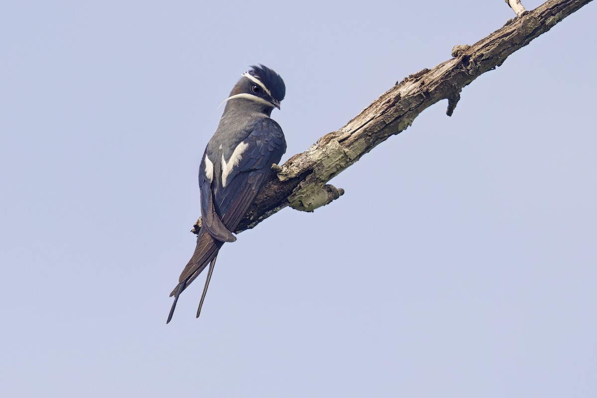 Moustached Treeswift - ML609780887