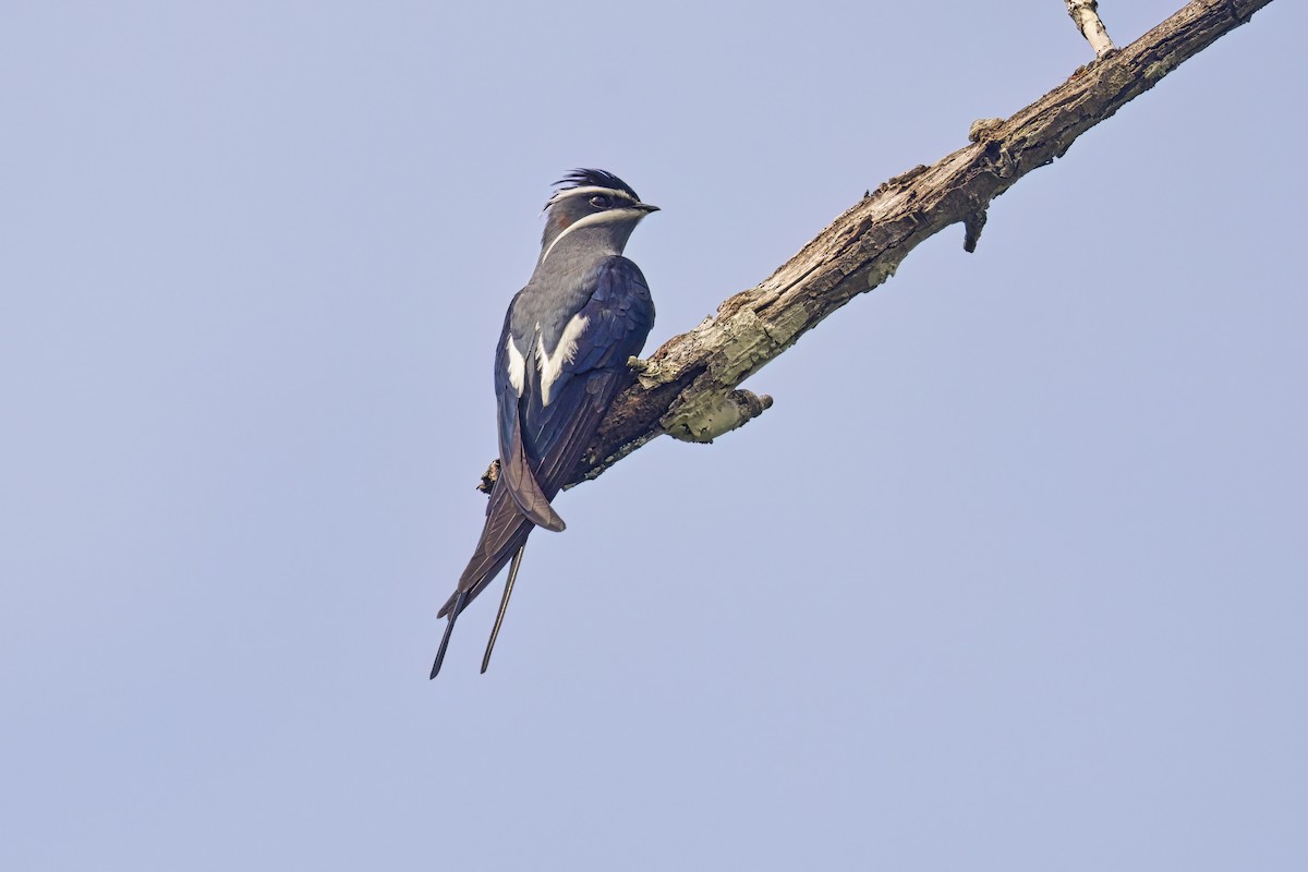 Moustached Treeswift - ML609780888