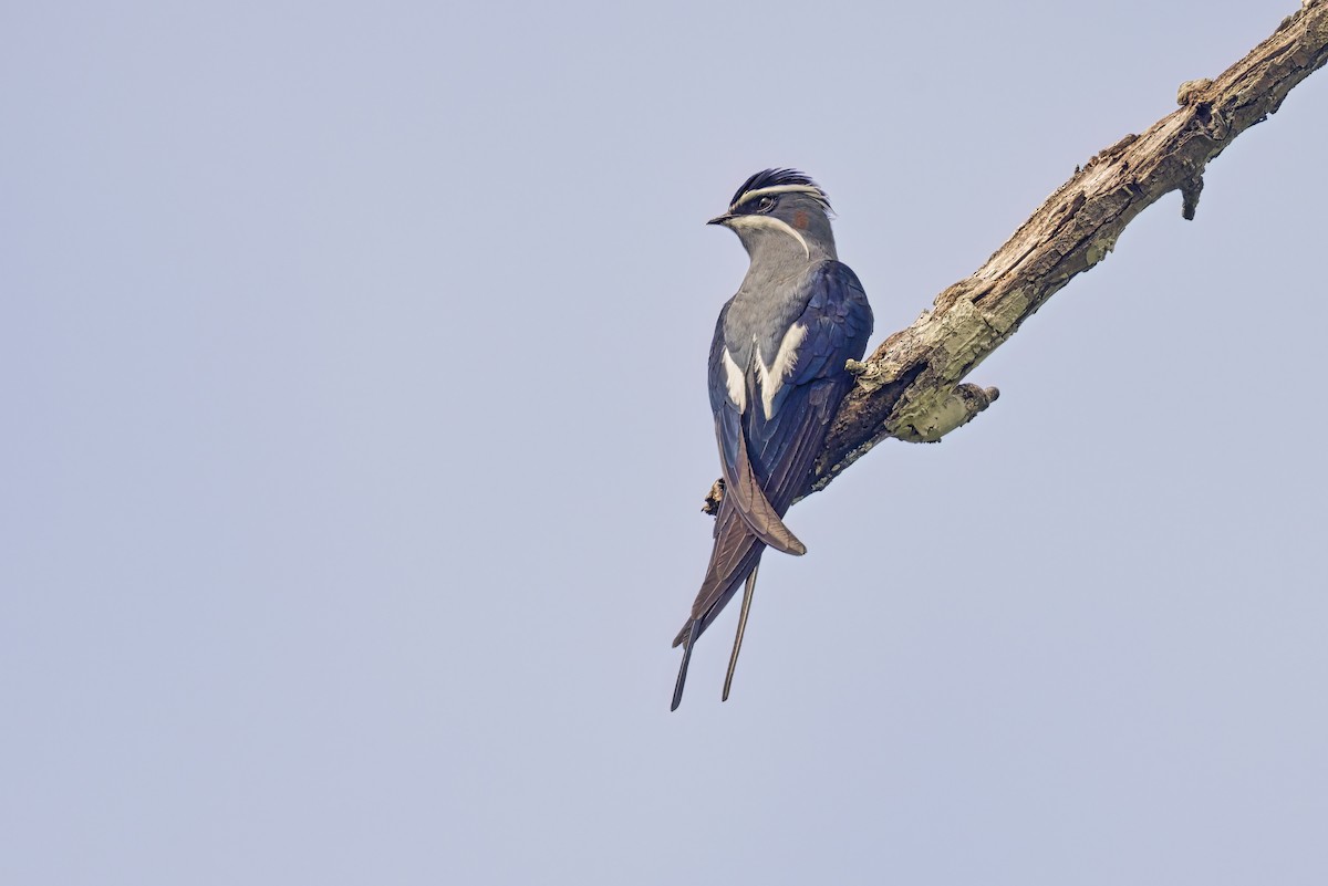 Moustached Treeswift - ML609780889