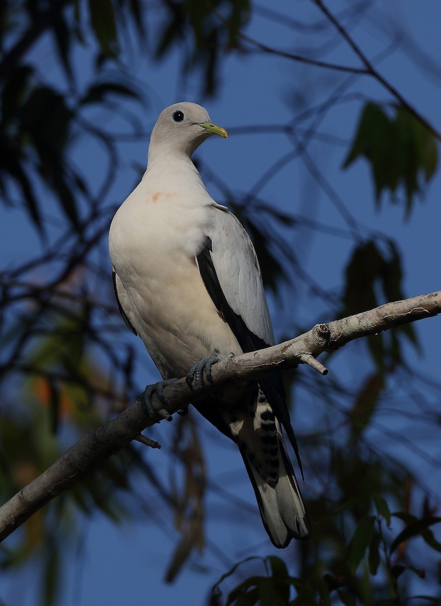 Torresian Imperial-Pigeon - sheau torng lim