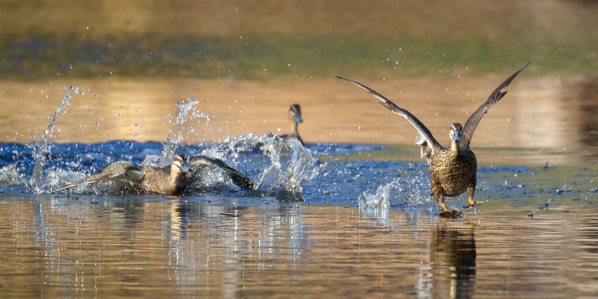 Pacific Black Duck - ML609780953