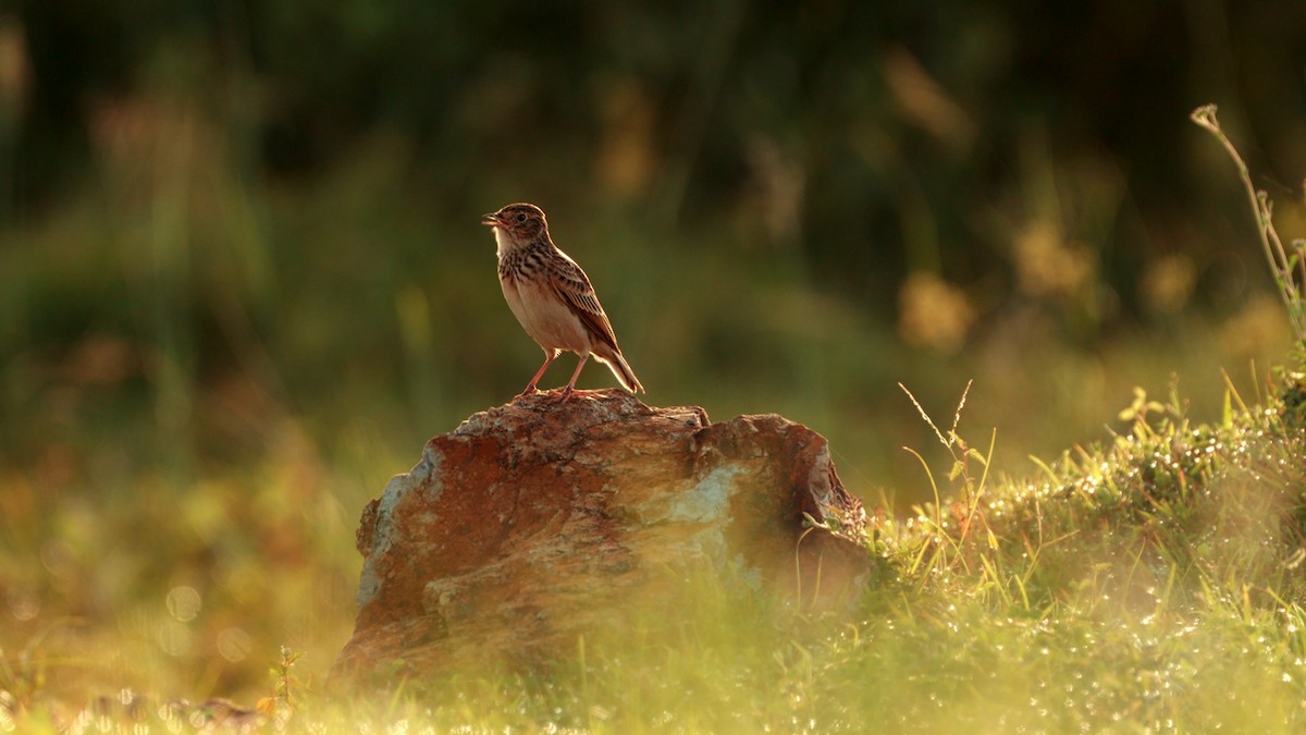 Oriental Skylark - ML609780955