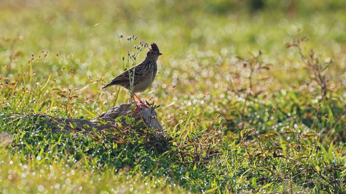 Oriental Skylark - ML609780960