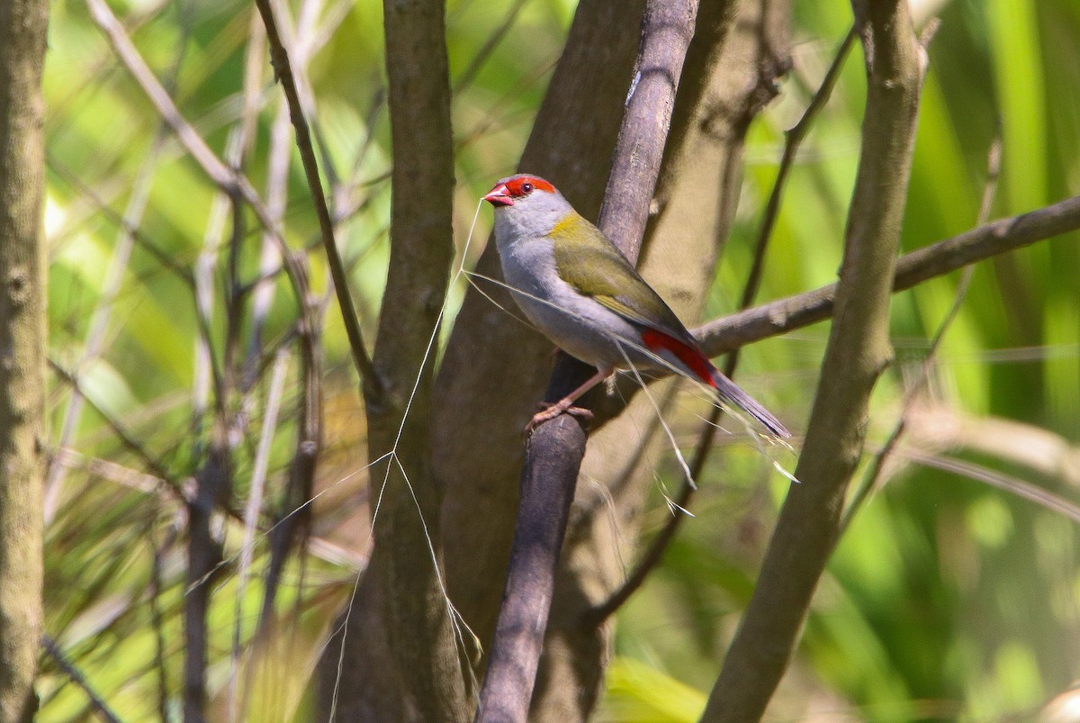 Red-browed Firetail - ML609780992