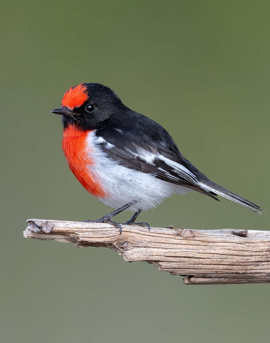 Red-capped Robin - ML609781350