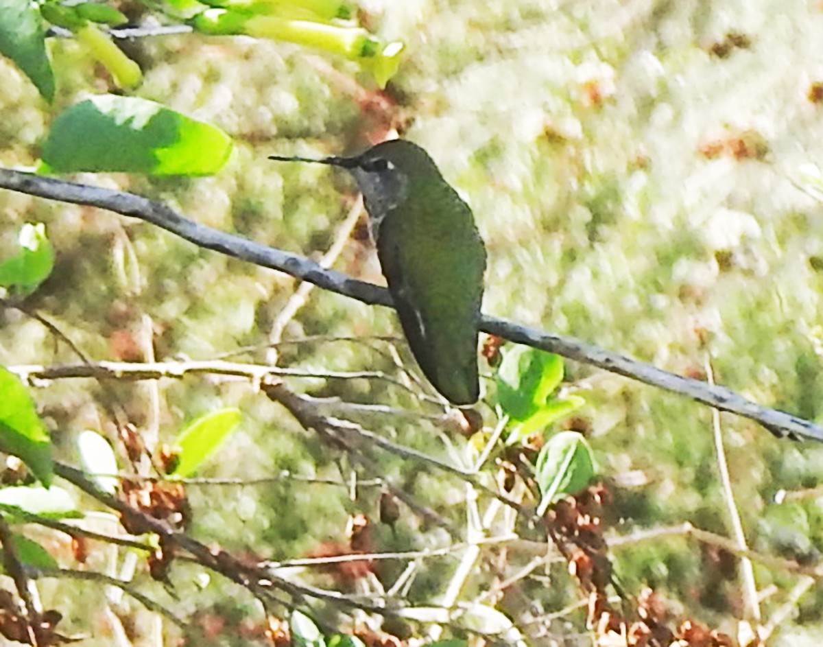 Anna's Hummingbird - ML609781483