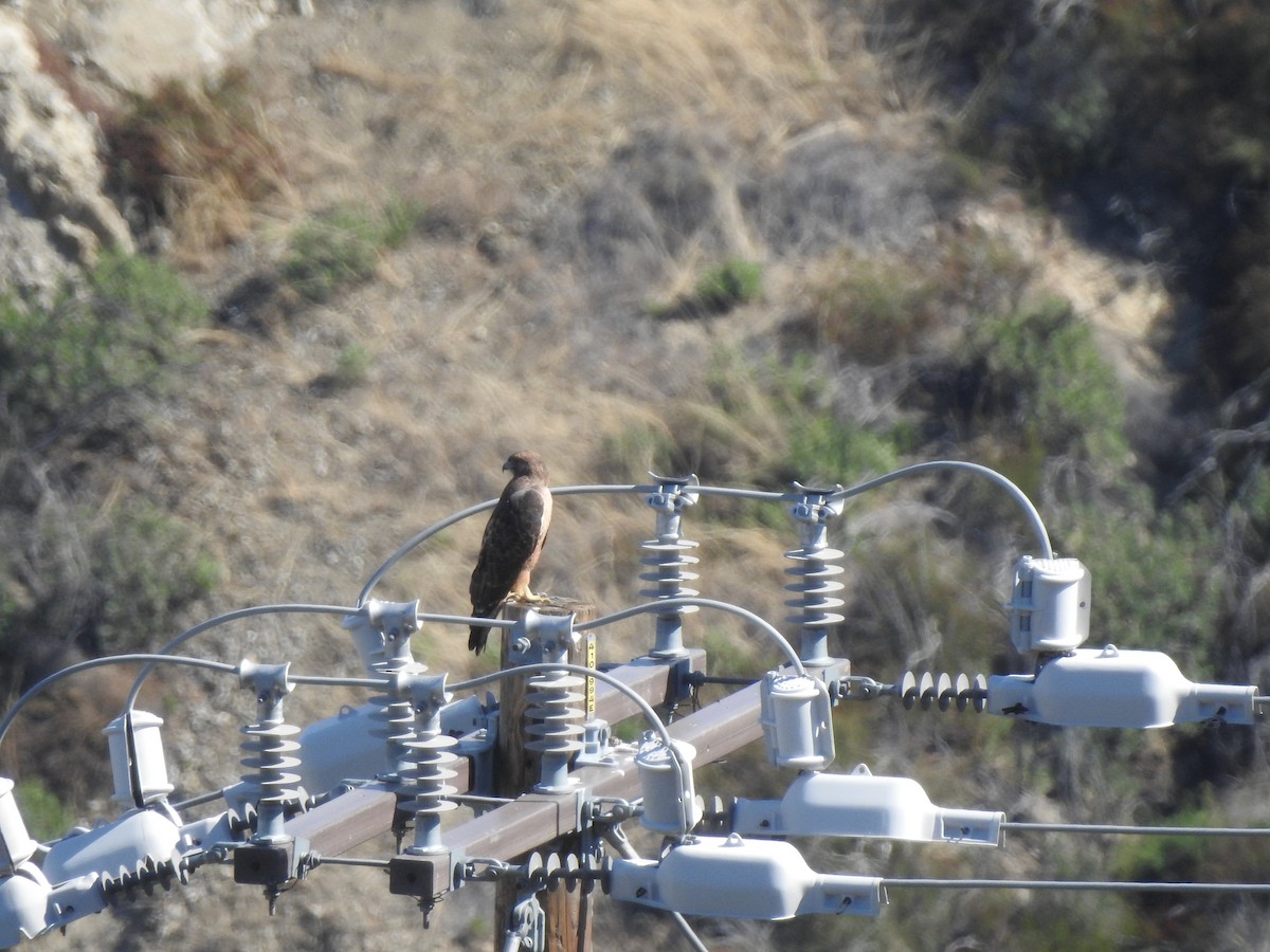 Red-tailed Hawk - ML609781494