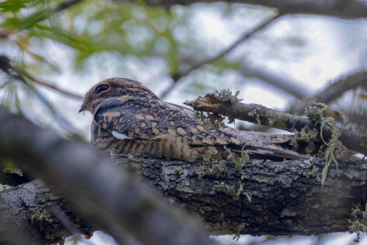 Lesser Nighthawk - ML609781507