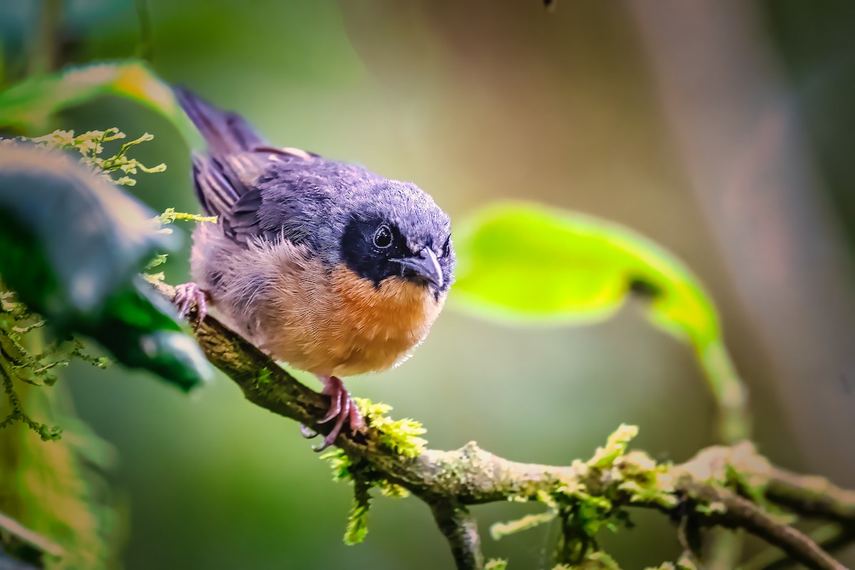 Black-eared Hemispingus - Pancho Enriquez