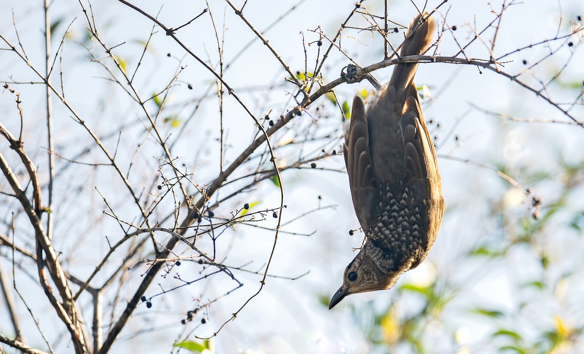 Regent Bowerbird - ML609781655