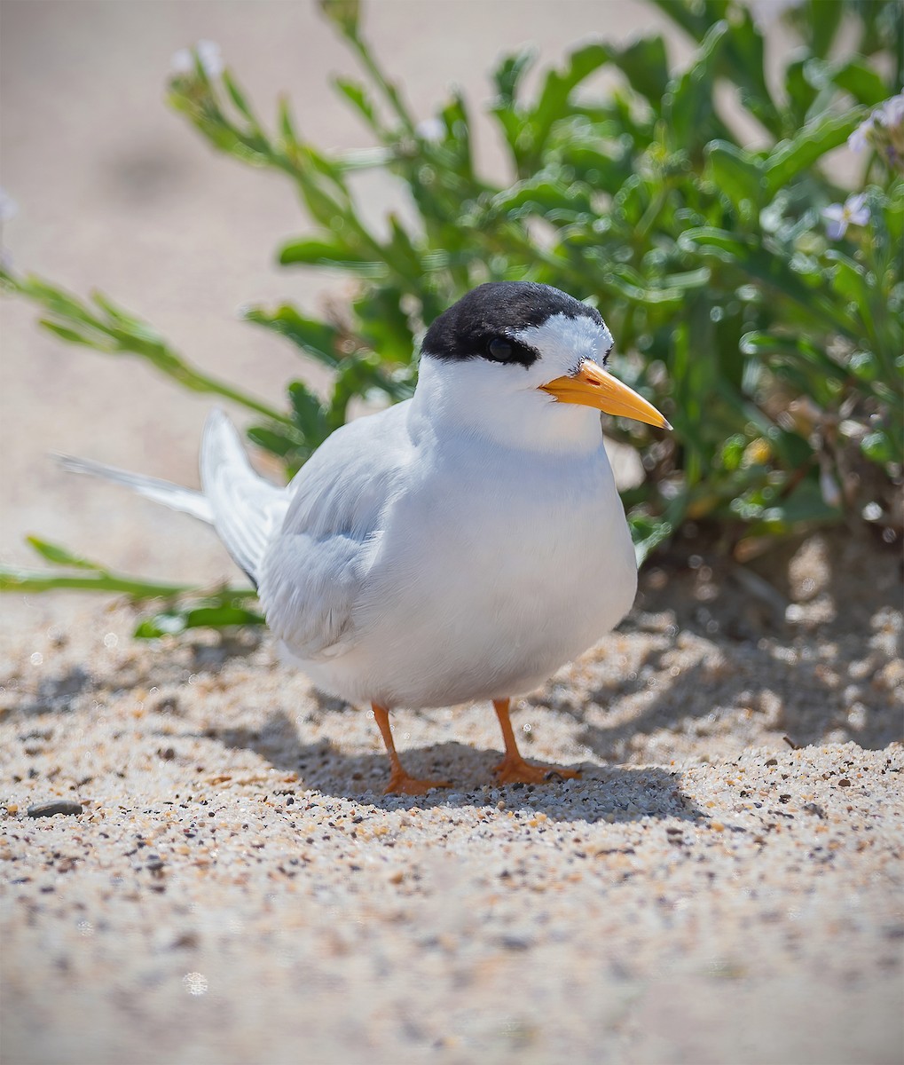 Australian Fairy Tern - ML609781683