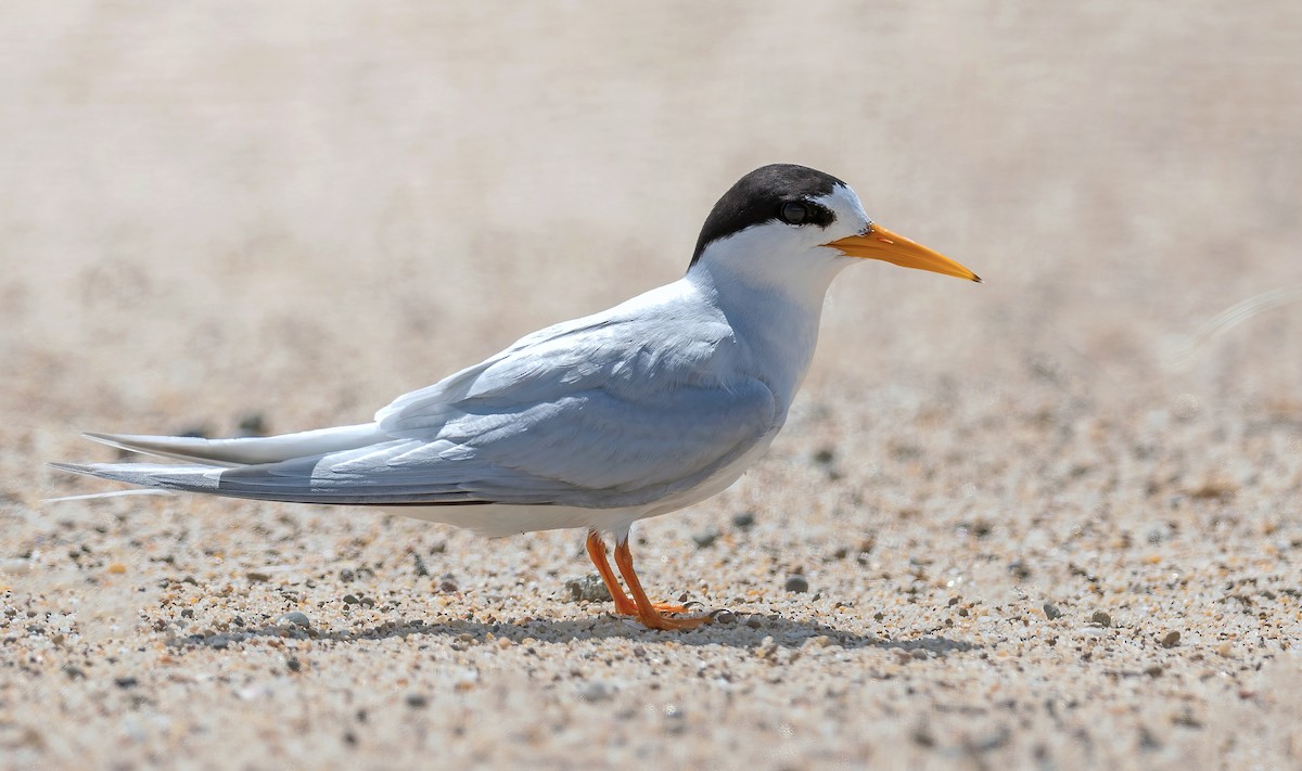 Australian Fairy Tern - ML609781684