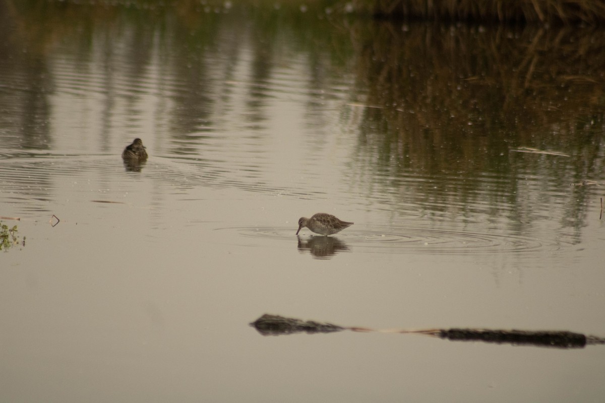 Long-billed Dowitcher - ML609781737