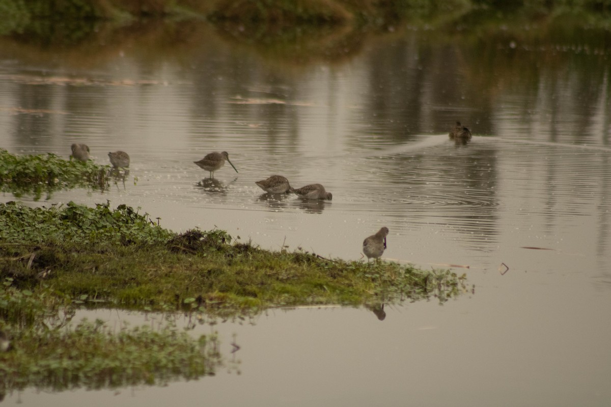 Long-billed Dowitcher - ML609781738