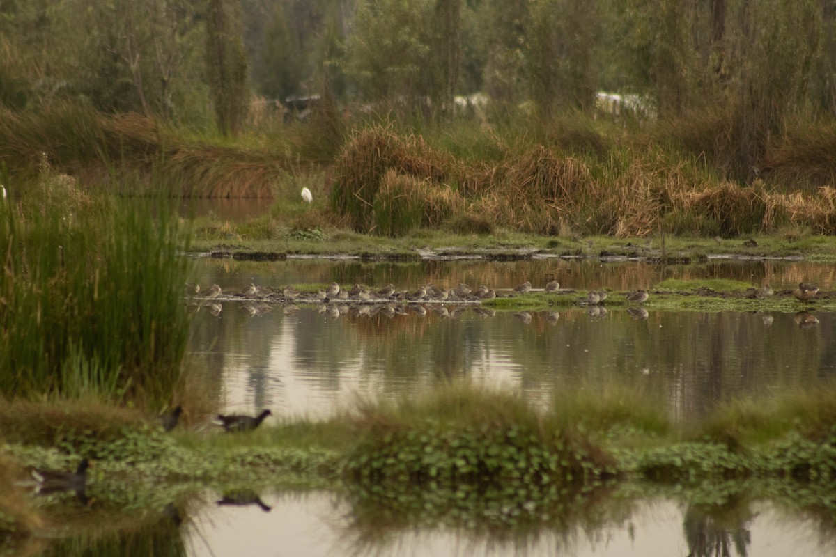 Long-billed Dowitcher - ML609781739