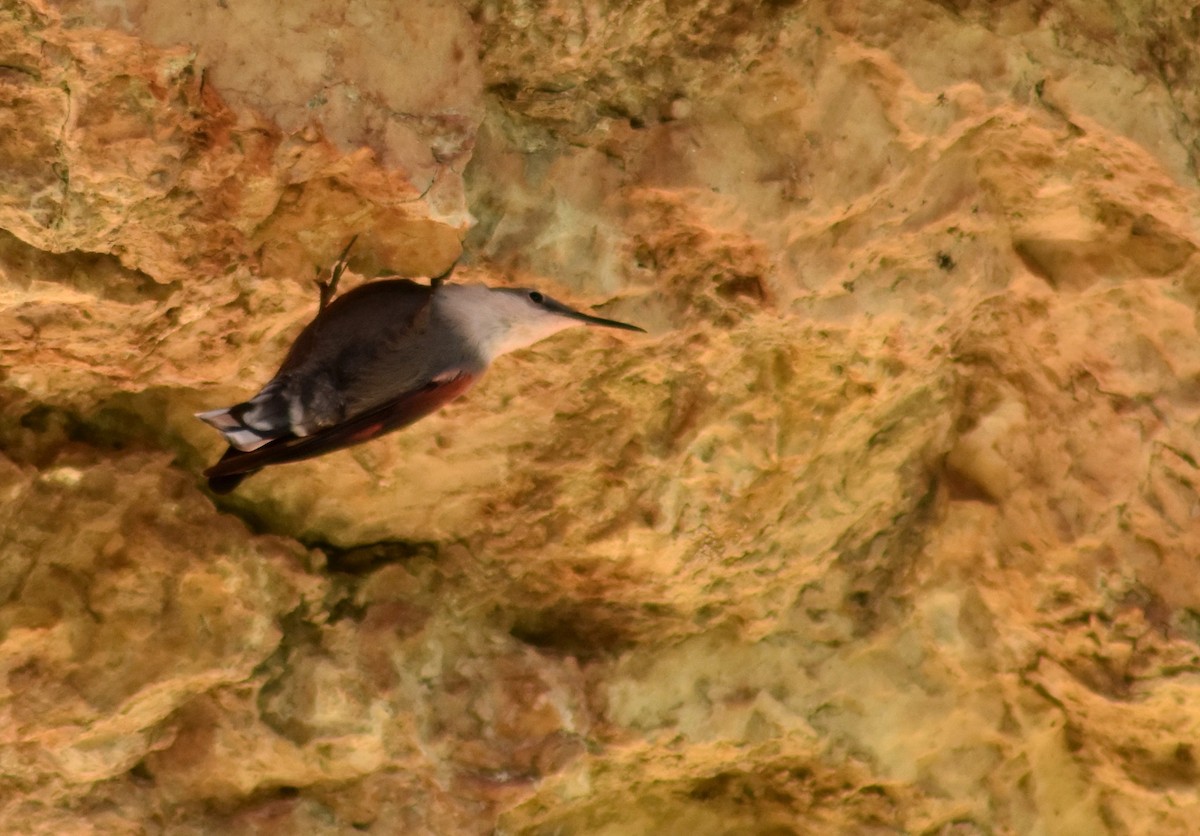 Wallcreeper - ML609781771