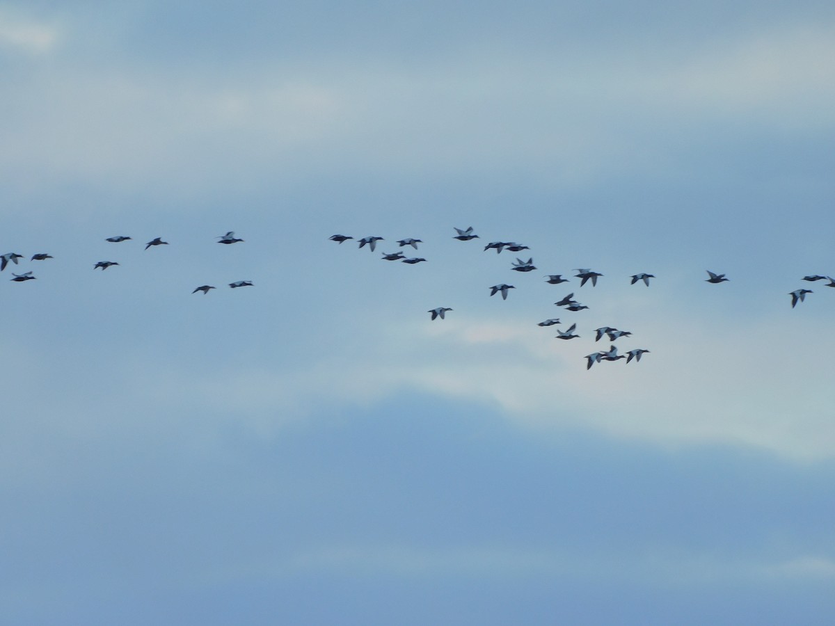 Common Eider - ML609781873