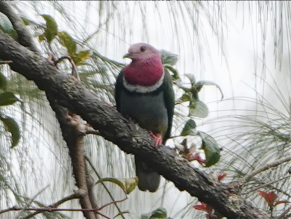 Pink-headed Fruit-Dove - ML609782005