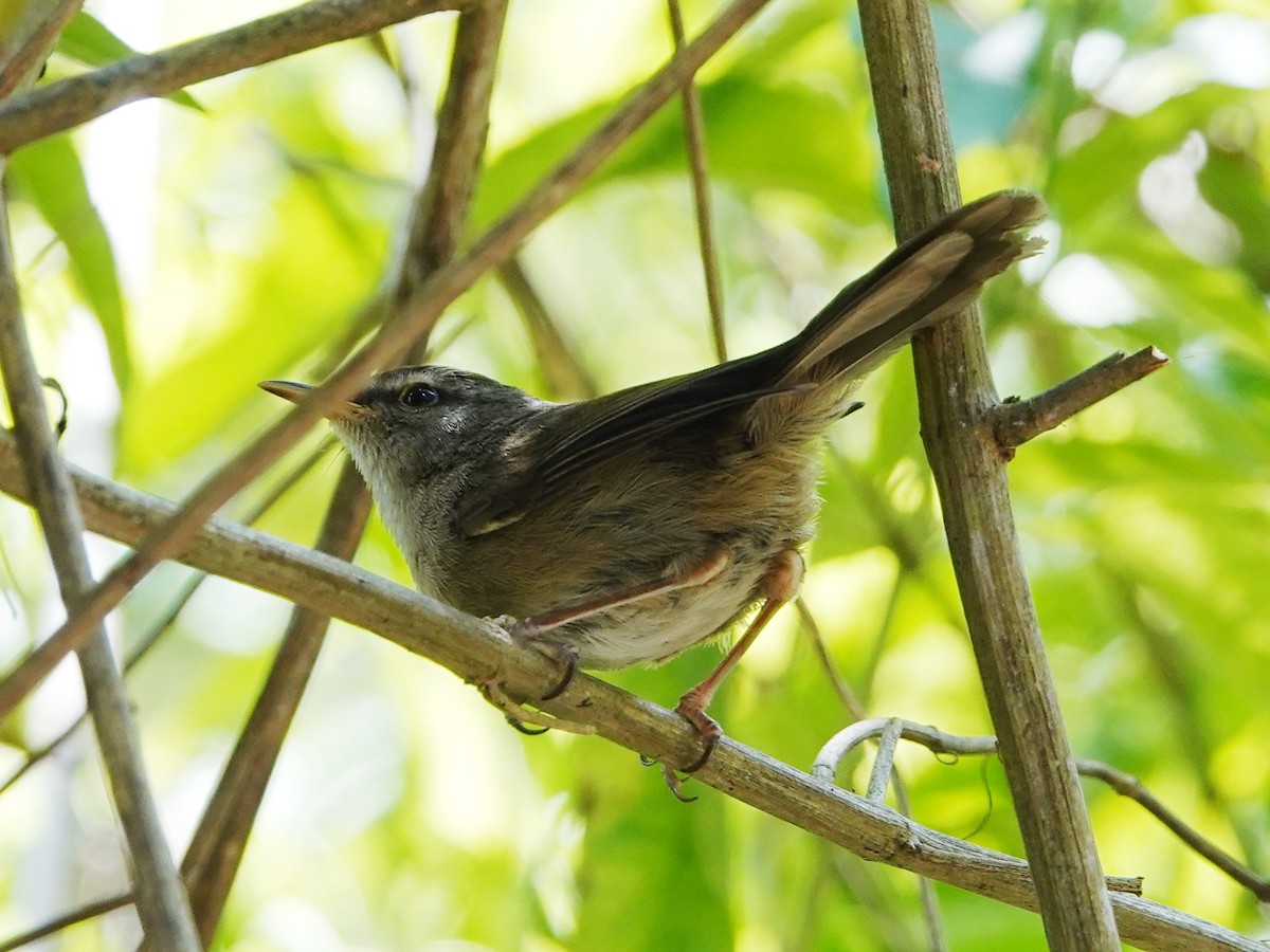 Aberrant Bush Warbler (Sunda) - ML609782016