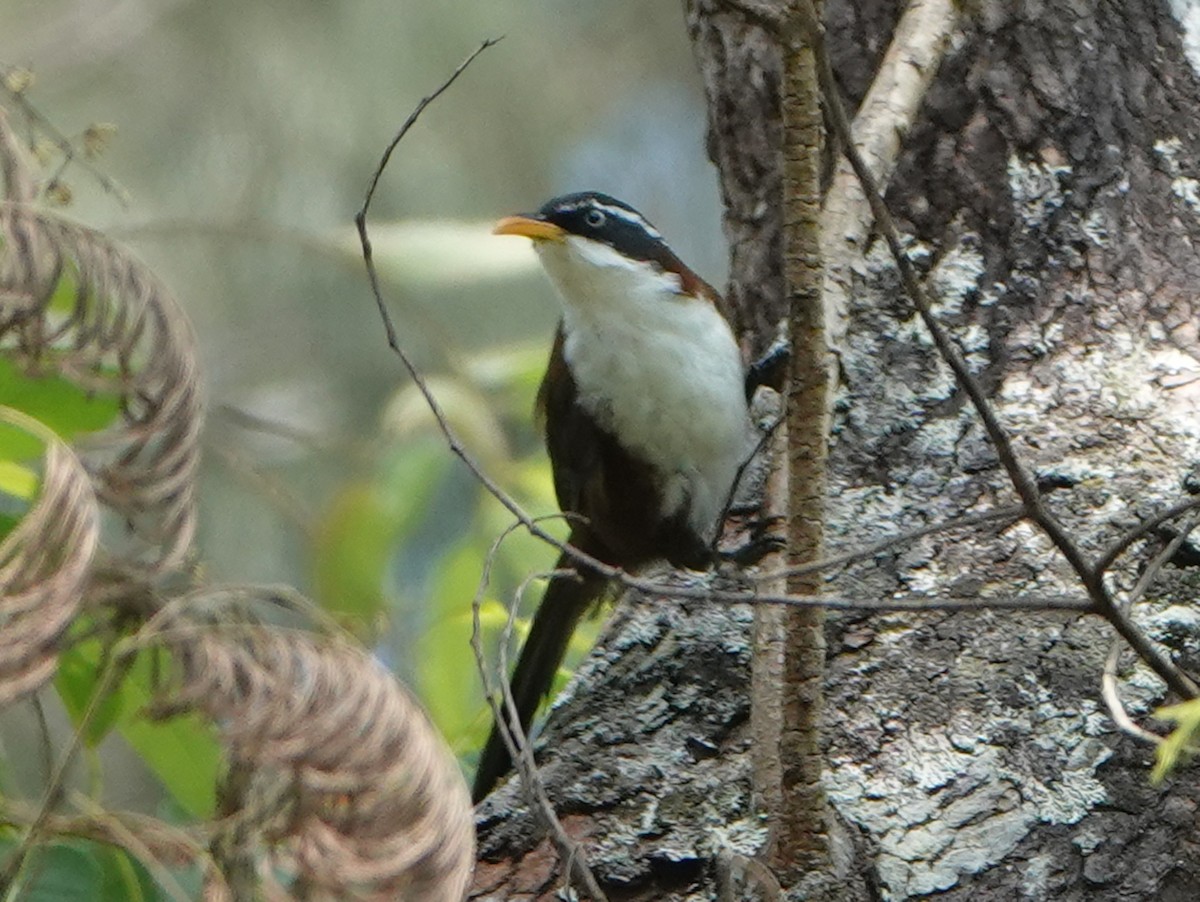 Javan Scimitar-Babbler - ML609782020